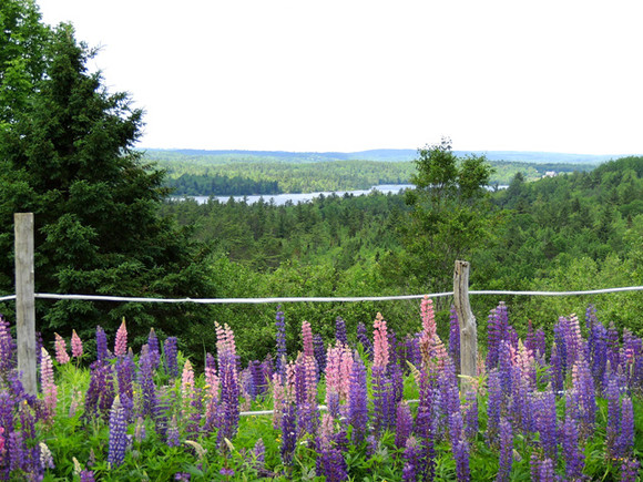 Nova Scotia Real Estate - Lunenburg Co. Hobby Farm